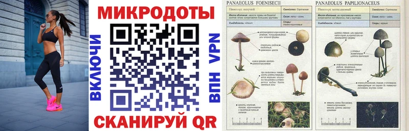 blacksprut маркетплейс  Торопец  Галлюциногенные грибы Psilocybine cubensis 